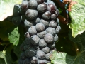 Valpolicella 076.JPG