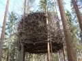 Tree hotel 017.JPG